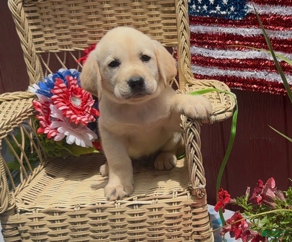 Labrador Retriever dogs for sale: Labrador Retriever Puppy 3 - Ad 4