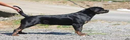 Rottweiler dogs for sale: EnZo - Ad 5