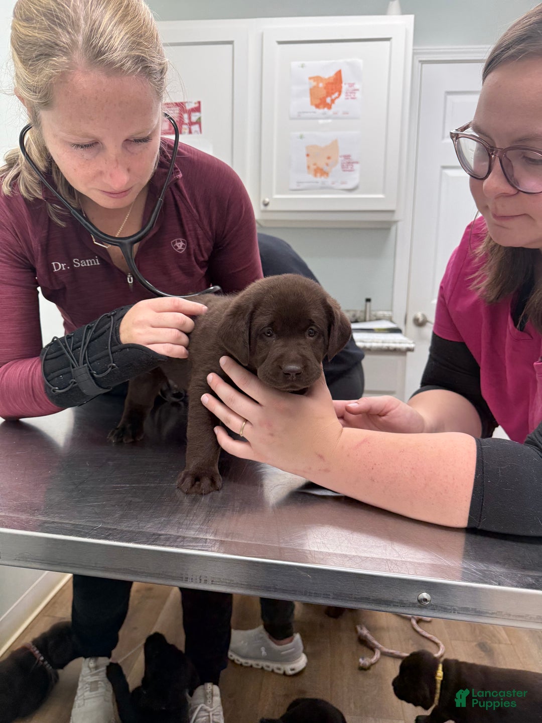 Labrador Retriever dogs for sale: Labrador Retriever JACKIE - Ad 5