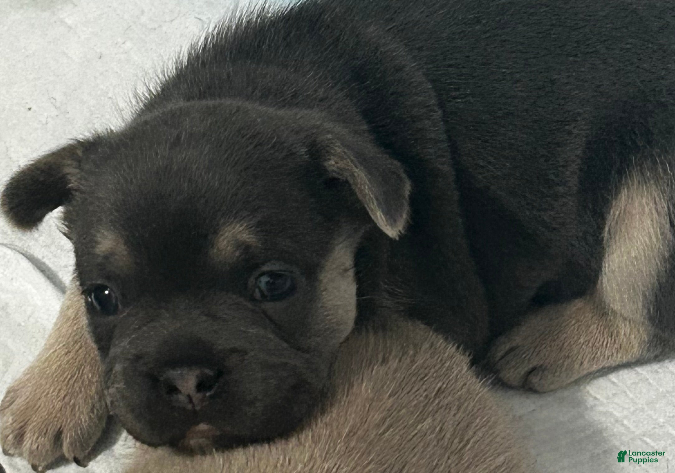 French Bulldog dogs French Bulldog Puppy 1 - Ad 22