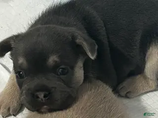 French Bulldog dogs French Bulldog Puppy 1 - Ad 22