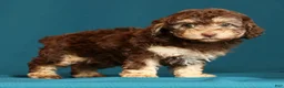 Miniature Poodle dogs for sale: Chrissy - Ad 7