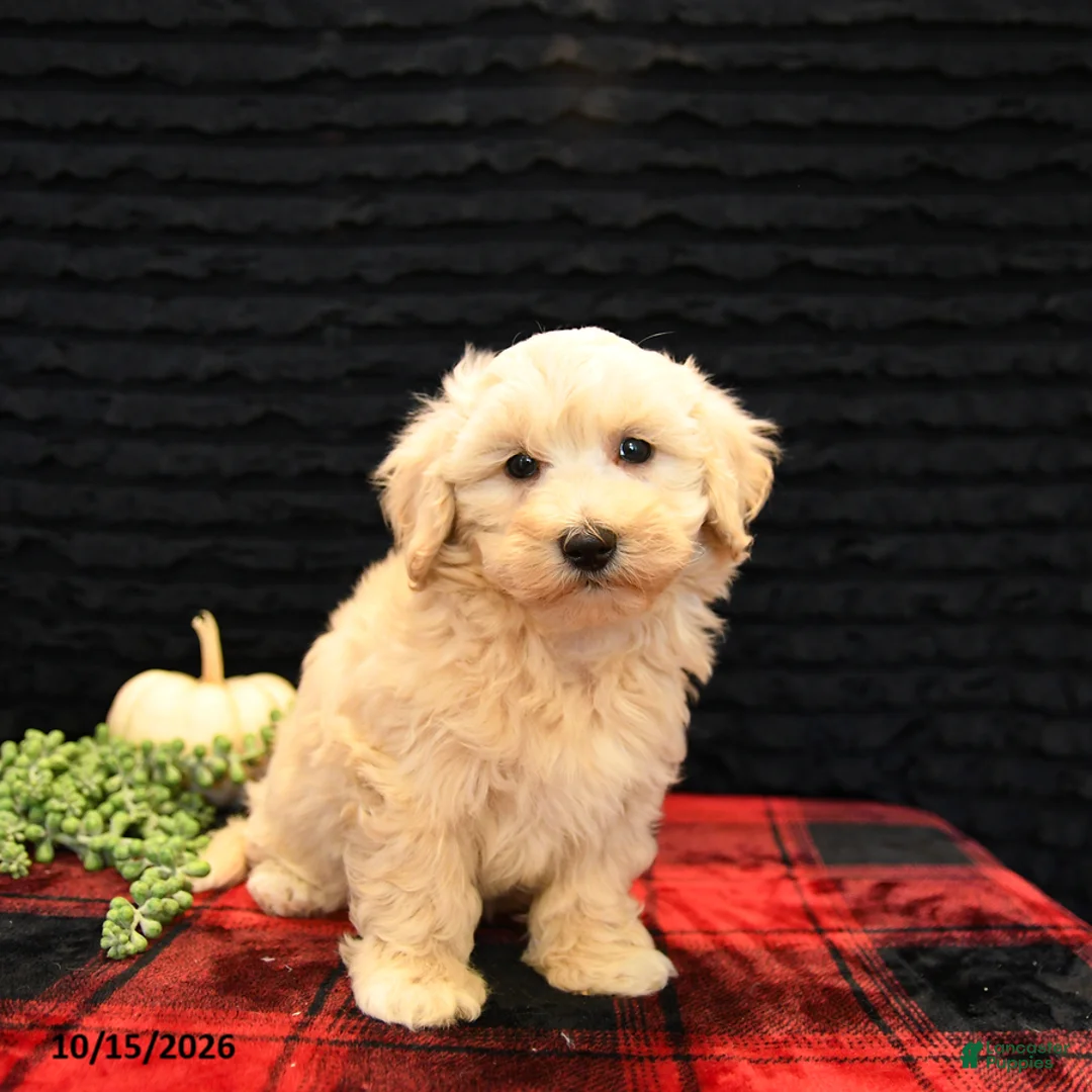 Maltipoo dogs for sale: Lane - Ad 1