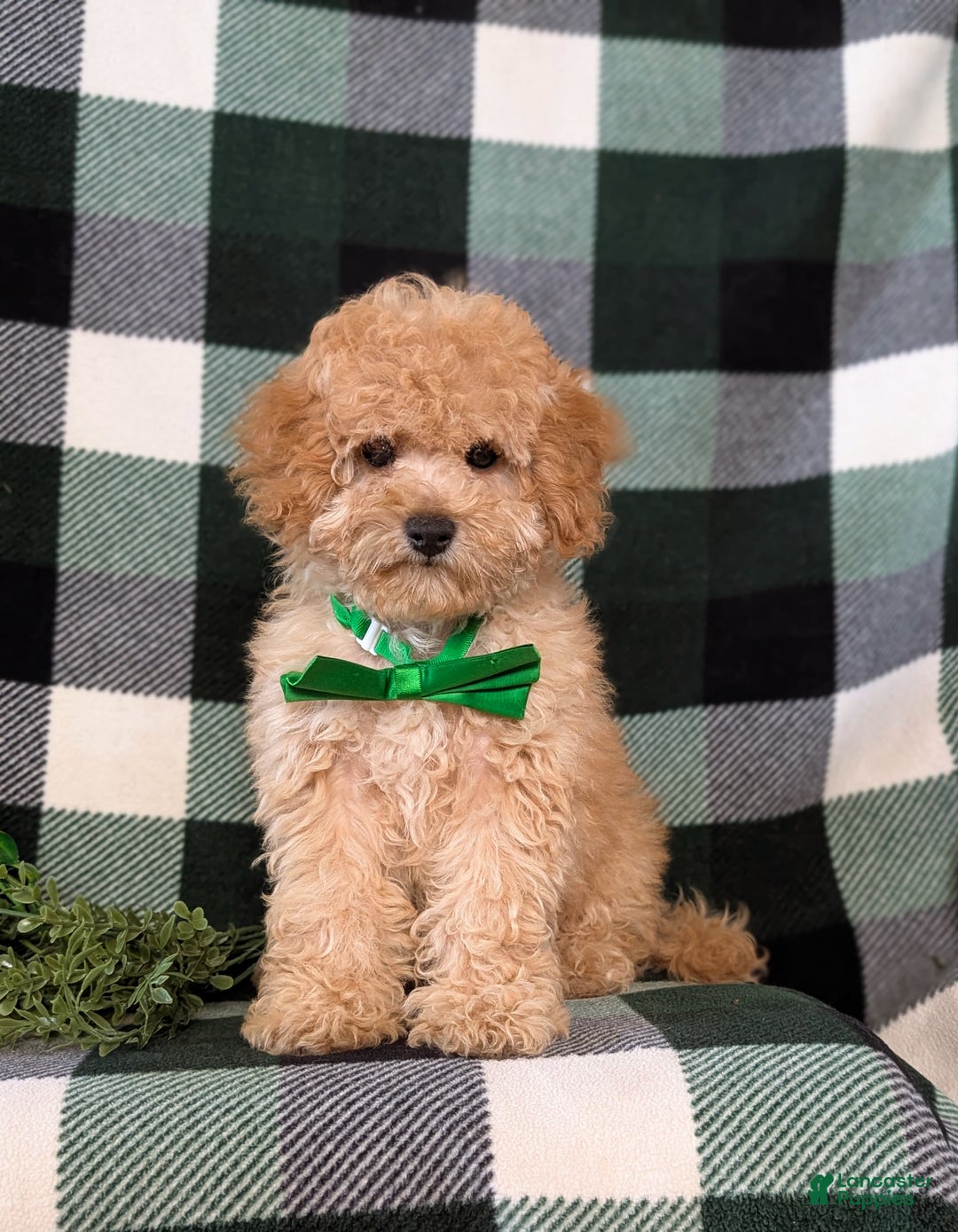 Miniature Poodle dogs for sale: Tanner - Ad 2