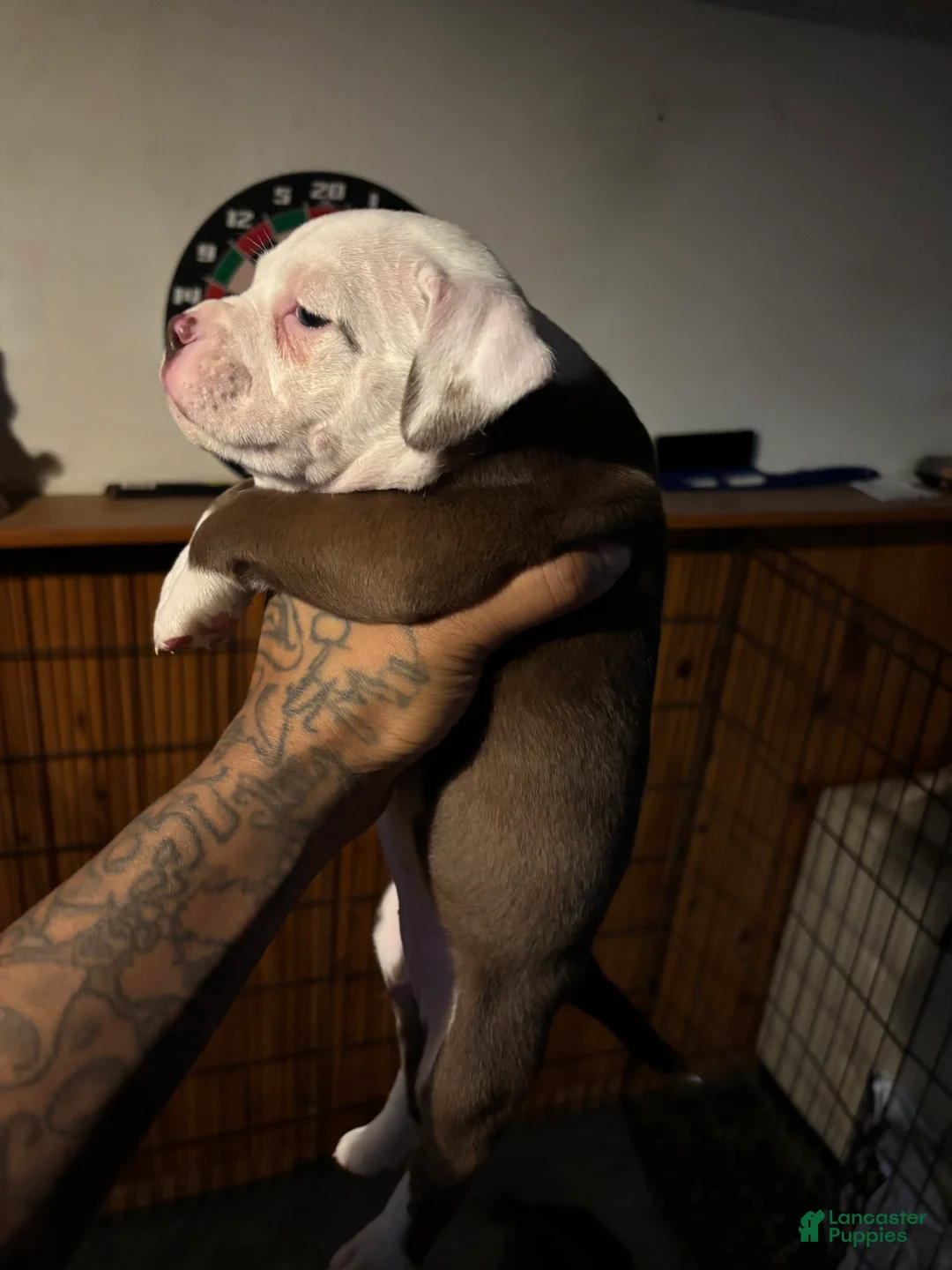 Mixed Breed dogs for sale: Mixed Breed Puppy 3 - Ad 2