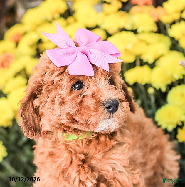 Miniature Poodle dogs Bambi - Ad 2