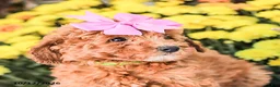 Miniature Poodle dogs for sale: Bambi - Ad 2