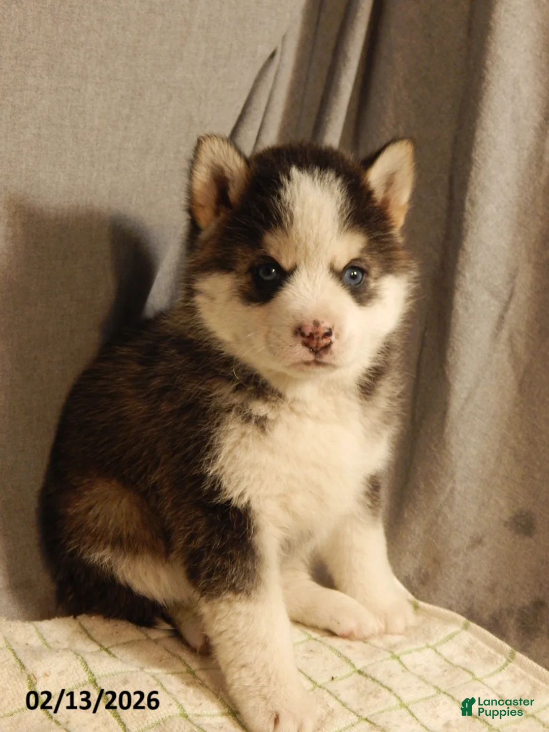 Pomsky dogs for sale: Sara  - Ad 5