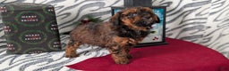 Mixed Breed dogs for sale: Addi - Ad 3