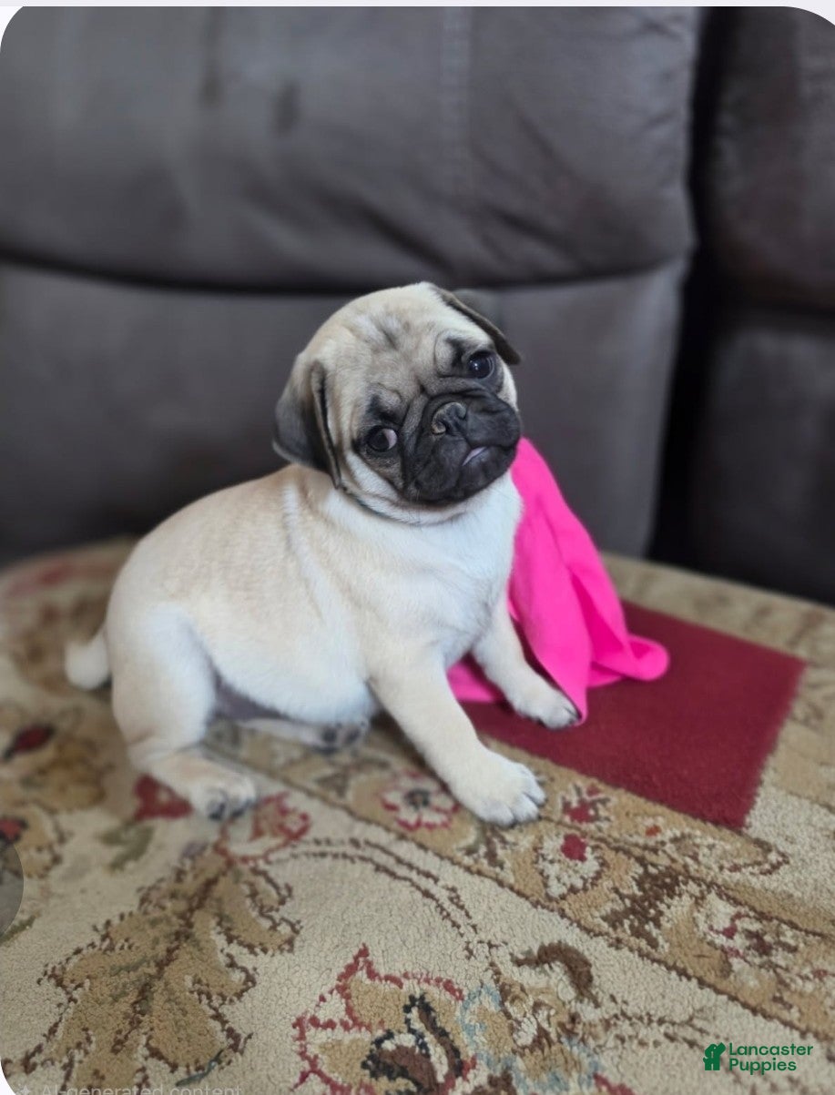 Pug dogs Glitter - Ad 4