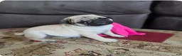 Pug dogs for sale: Glitter - Ad 1