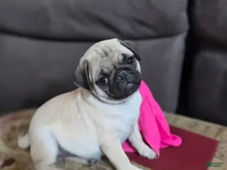 Pug dogs Glitter - Ad 4