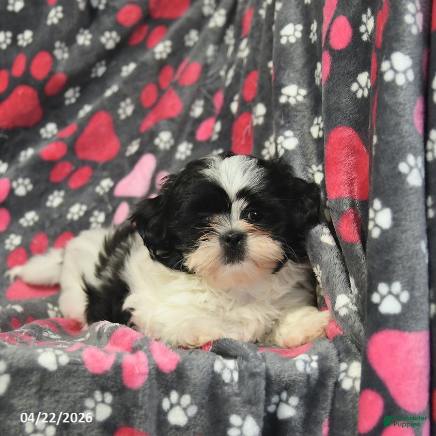 Shih Tzu dogs Hugo  - Ad 2