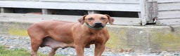Rhodesian Ridgeback dogs for sale: Rhodesian Ridgeback Puppy 7 - Ad 2