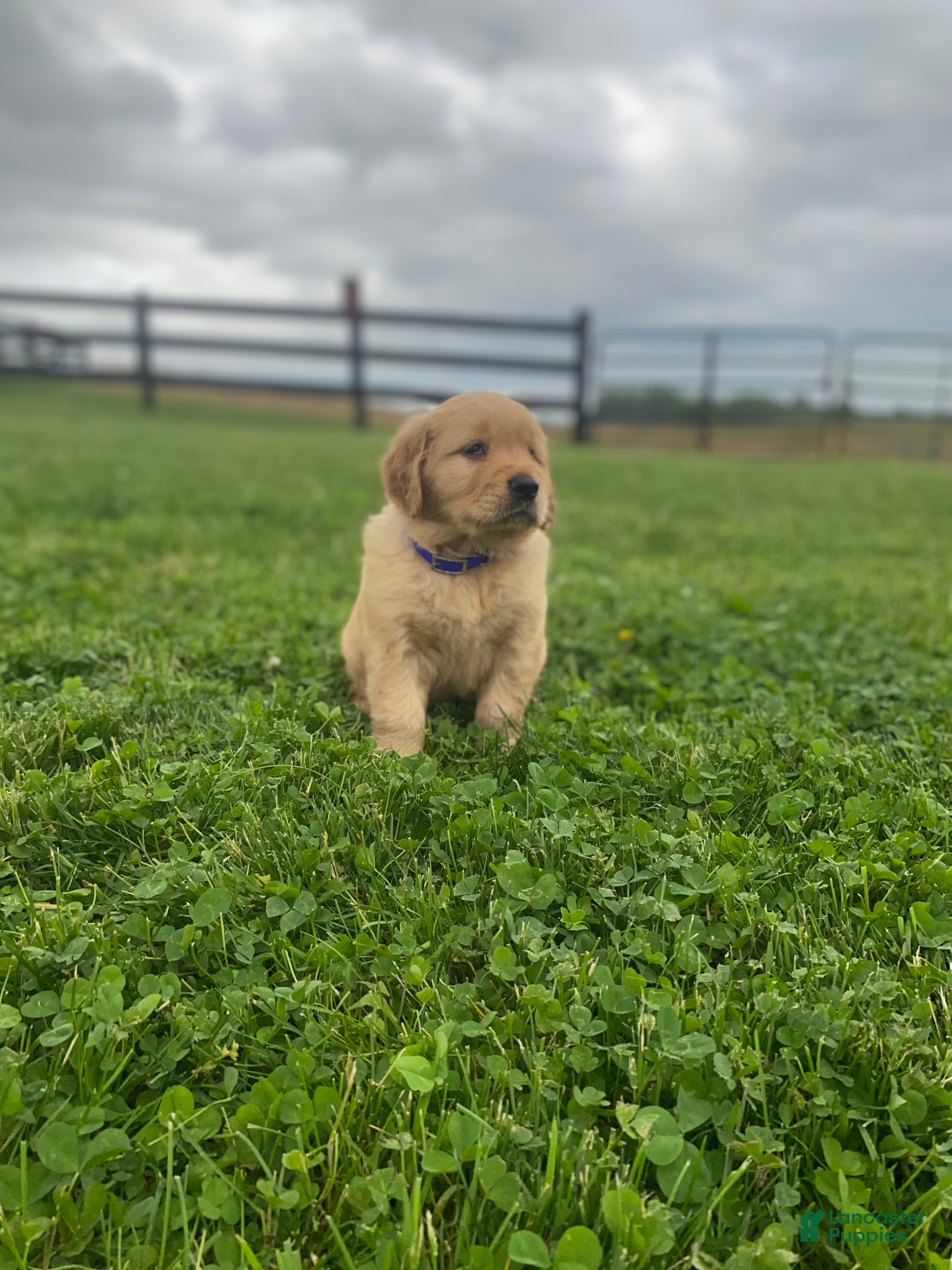 Golden Retriever dogs for sale: Golden Retriever Macho - Ad 3