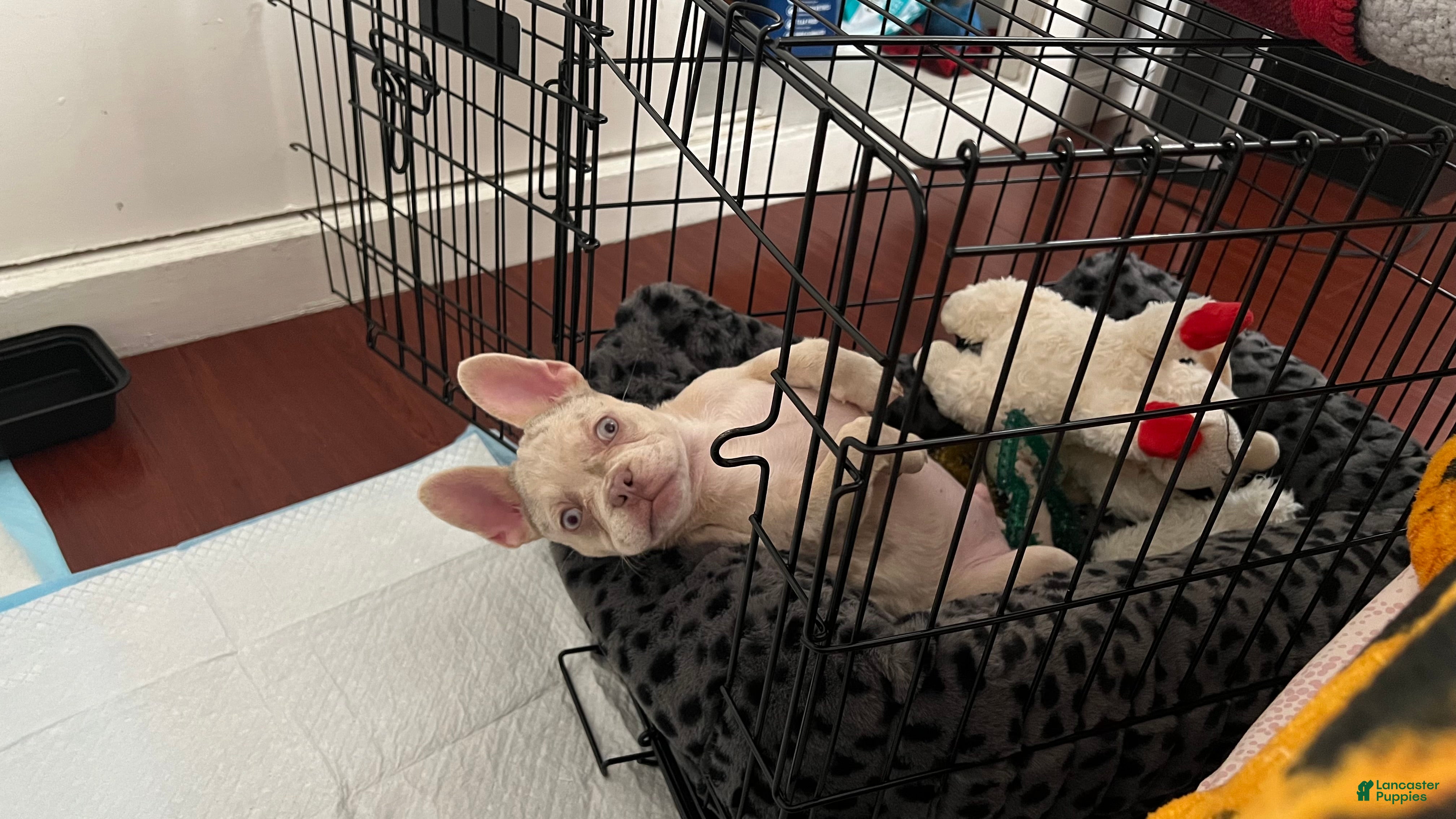 French Bulldog dogs French Bulldog Puppy 1 - Ad 10