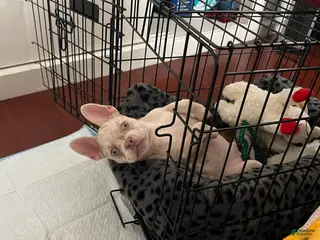 French Bulldog dogs French Bulldog Puppy 1 - Ad 10