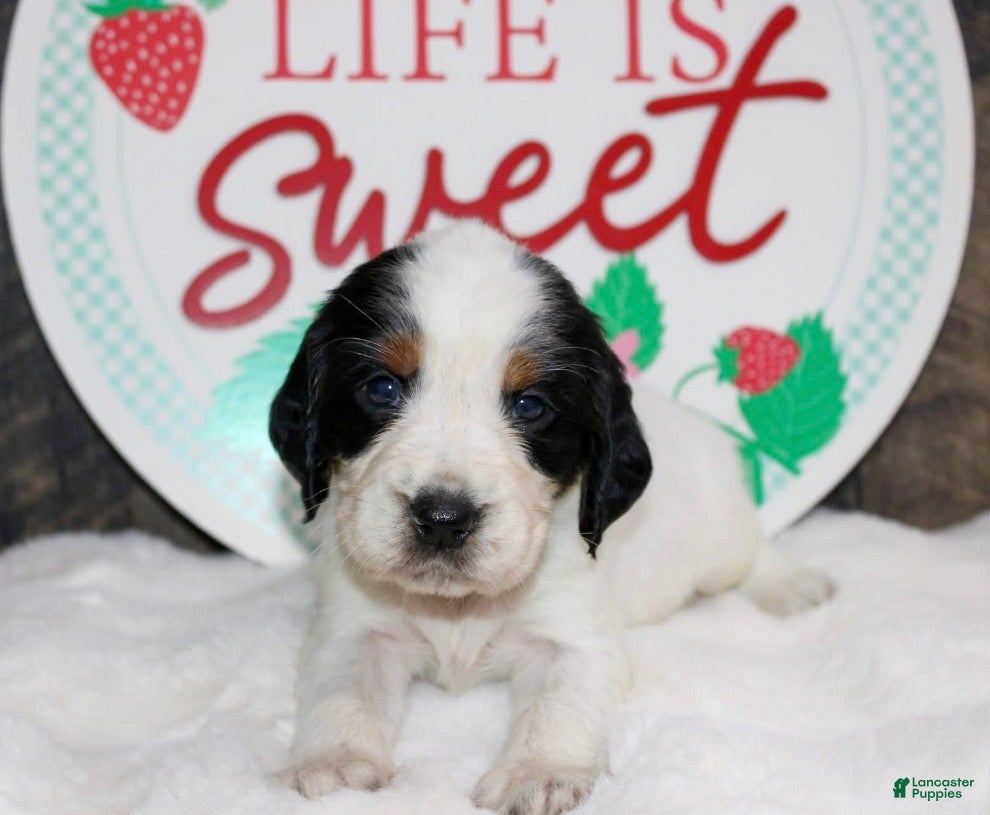 English Springer Spaniel dogs Tansy - Ad 1