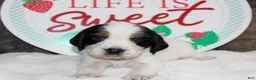 English Springer Spaniel dogs for sale: Tansy - Ad 1