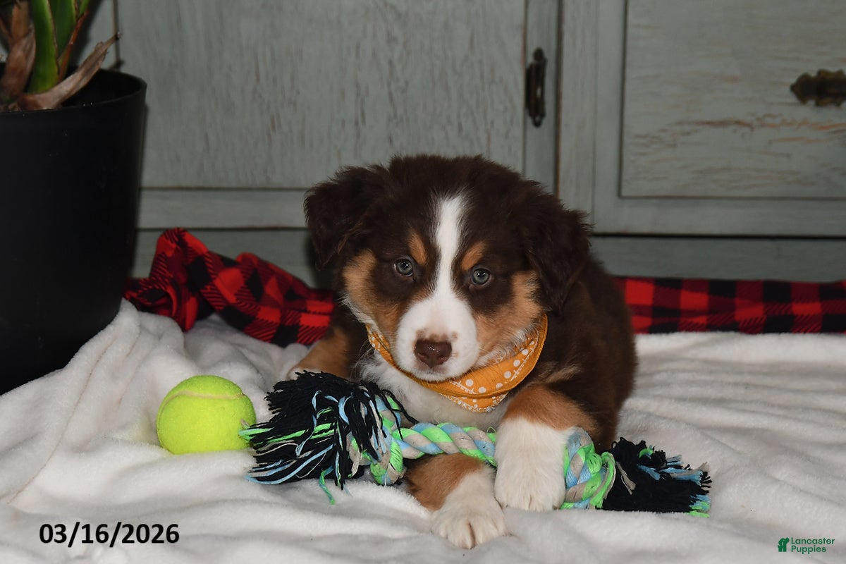 Australian Shepherd dogs Leo - Ad 2