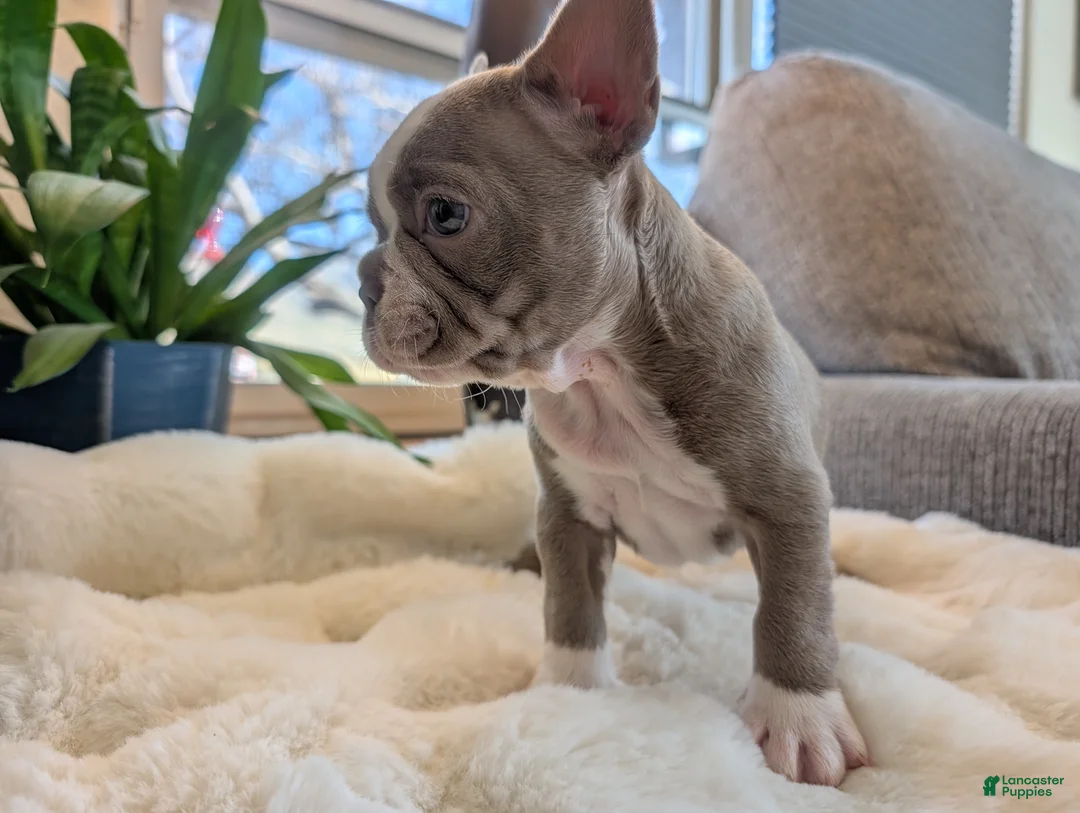 Frenchton dogs for sale: Willow - Ad 1