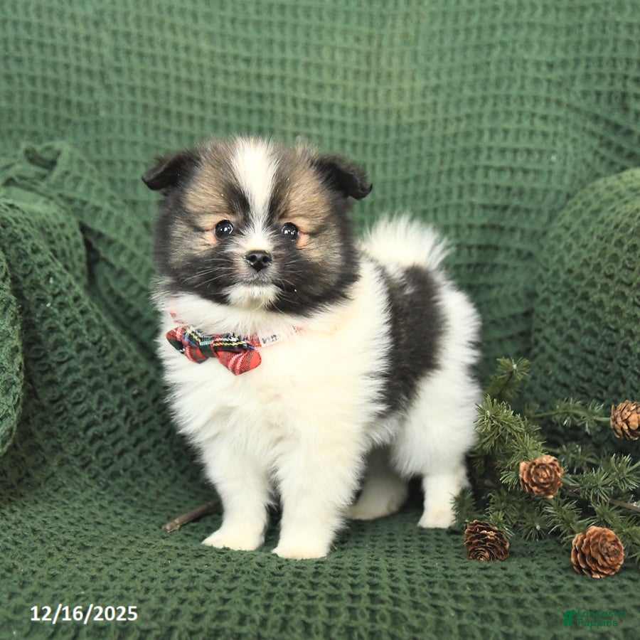 Pomeranian dogs Dallas - Ad 9