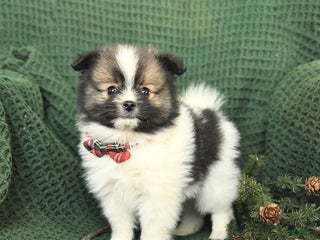 Pomeranian dogs Dallas - Ad 15