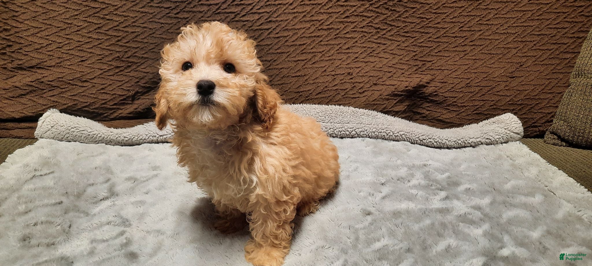 Toy Poodle dogs Honey - Ad 2