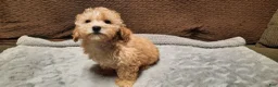 Toy Poodle dogs for sale: Honey - Ad 2