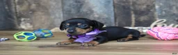 Miniature Dachshund dogs for sale: Whitney - Ad 3