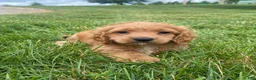 Cockapoo dogs for sale: Ranger - Ad 12