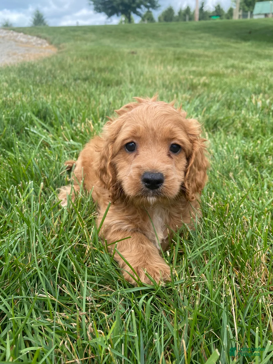 Cockapoo dogs for sale: Ranger - Ad 12