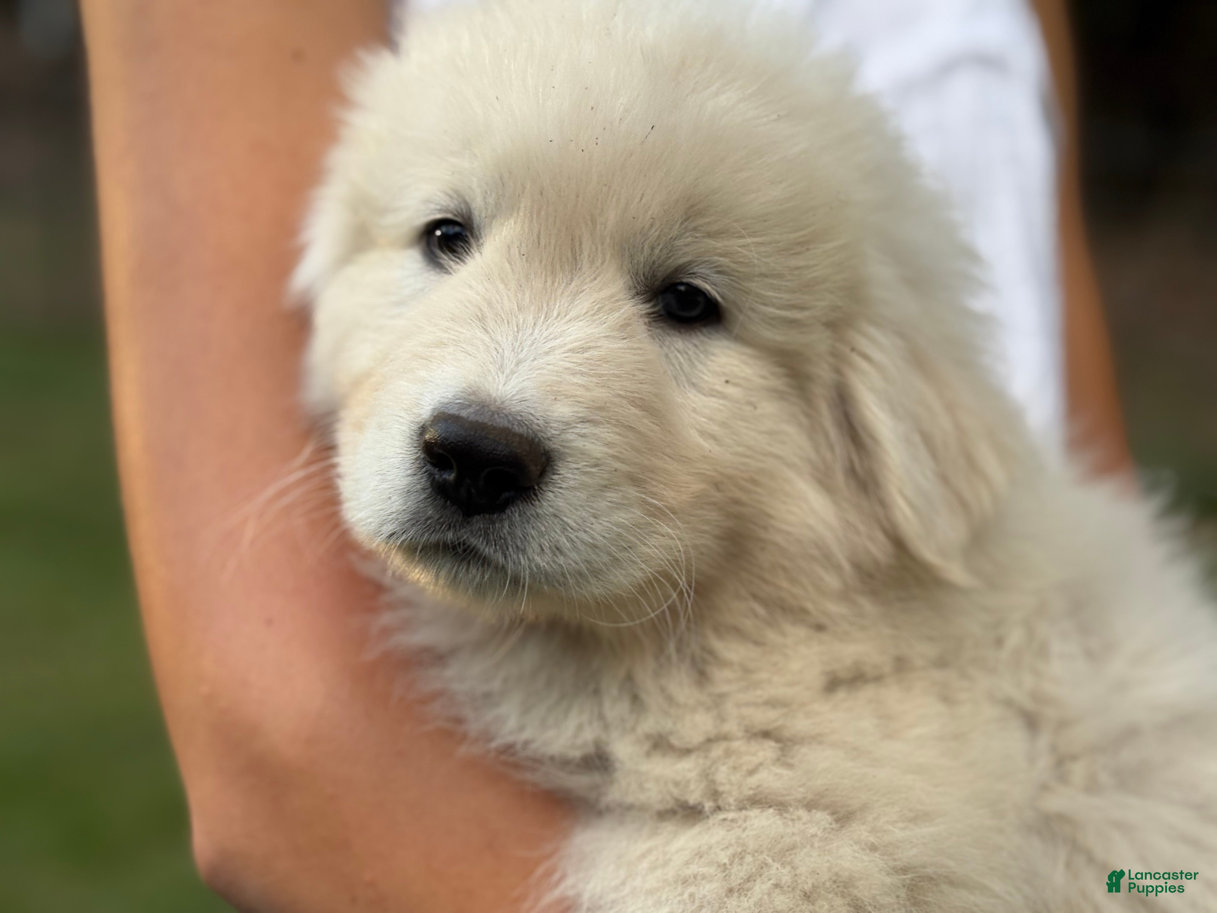 Mountain Dog Maremma Livestock Guardian Dogs For Sale