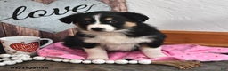Australian Shepherd dogs for sale: Jenny - Ad 3