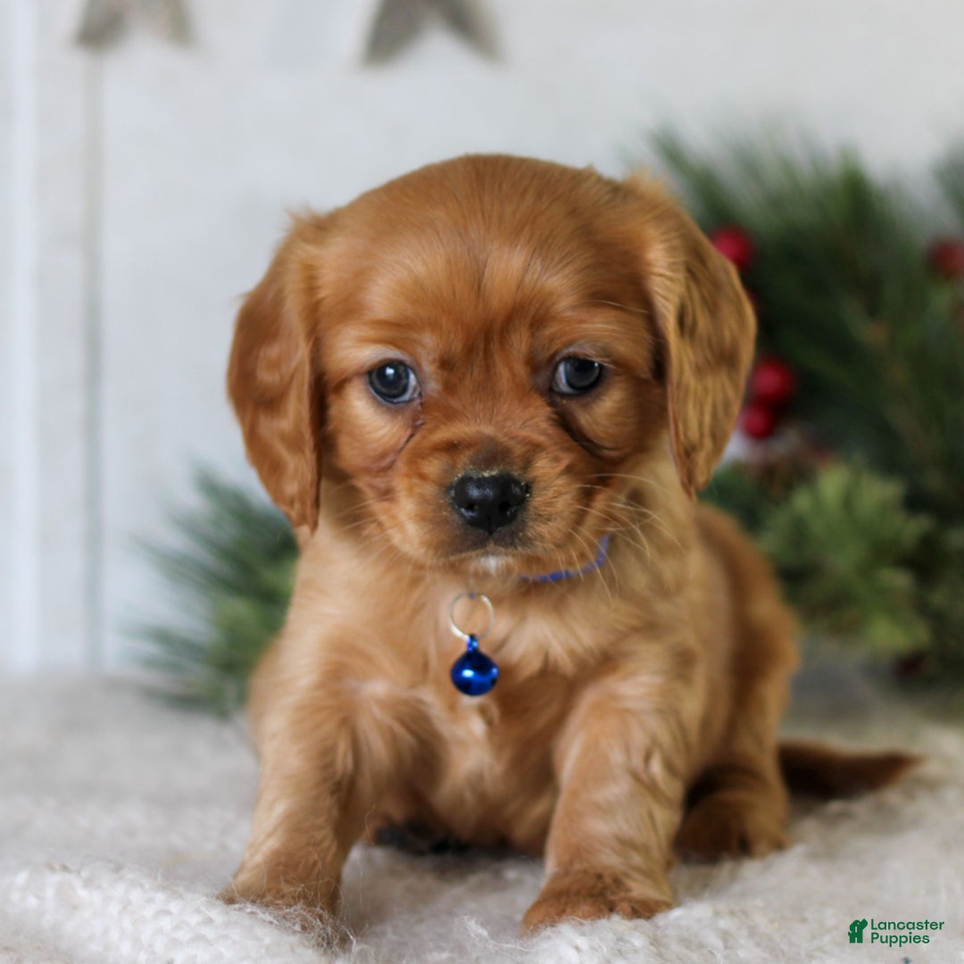 Miniature Golden Retriever dogs for sale: Domino  - Ad 2