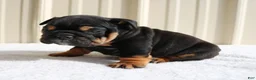English Bulldog dogs for sale: Brandy - Ad 8