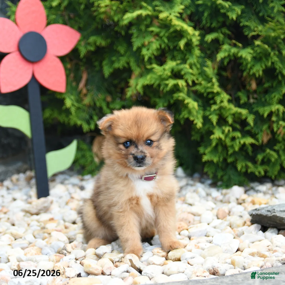 Pomeranian dogs for sale: Caramel - Ad 2