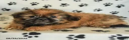 Shih Tzu dogs for sale: Zeke - Ad 5