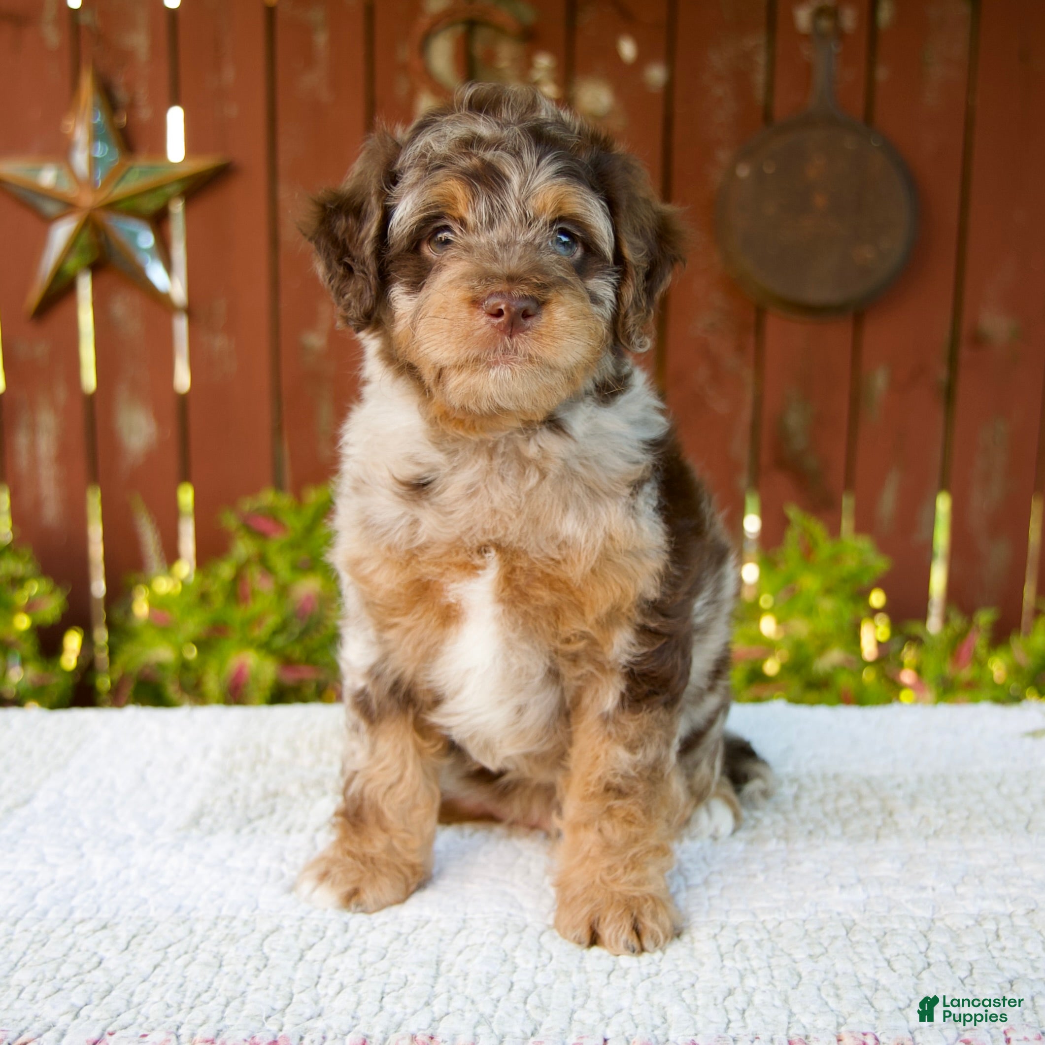 Mini Bernedoodle dogs Neil - Ad 1