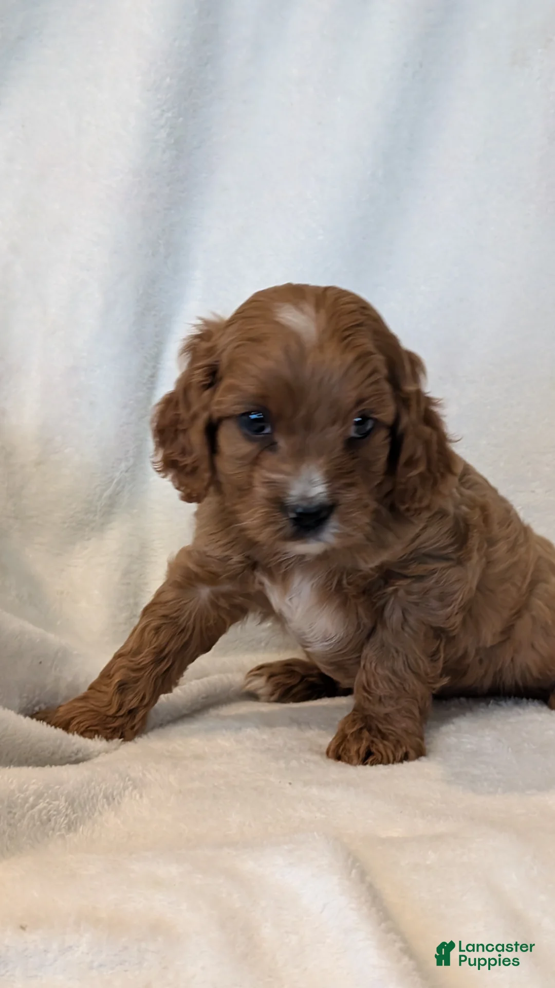 Cavapoo dogs for sale: Willow  - Ad 2