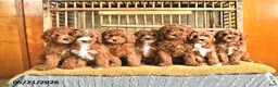 Cavapoo dogs for sale: Victor - Ad 5