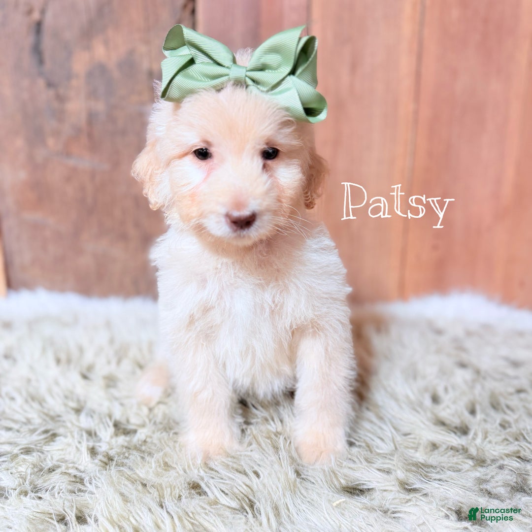 Saint Berdoodles dogs for sale: Patsy - Ad 1