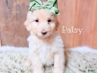 Saint Berdoodles dogs Patsy - Ad 10