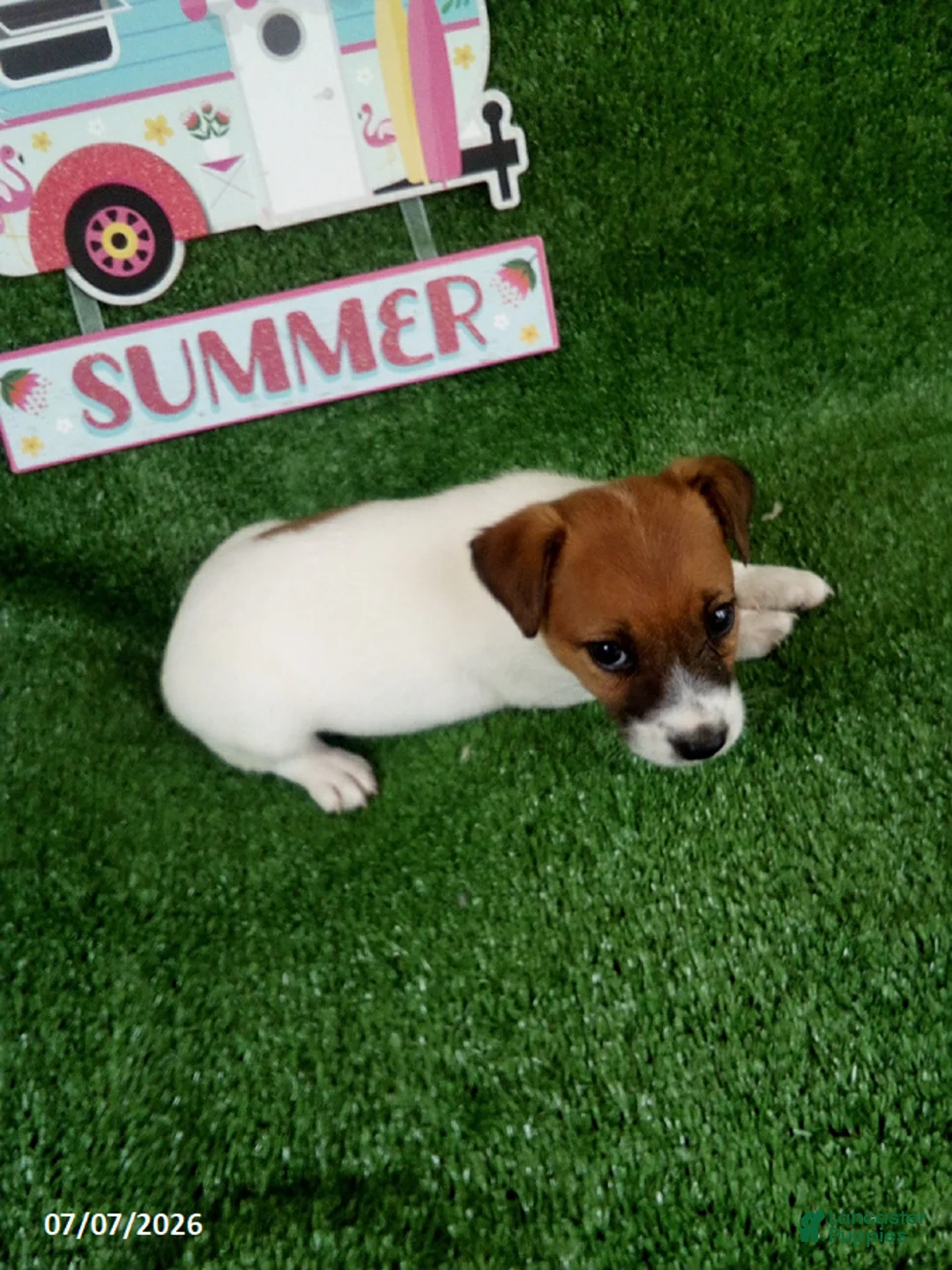 Jack Russell Terrier dogs for sale: Roxy - Ad 4