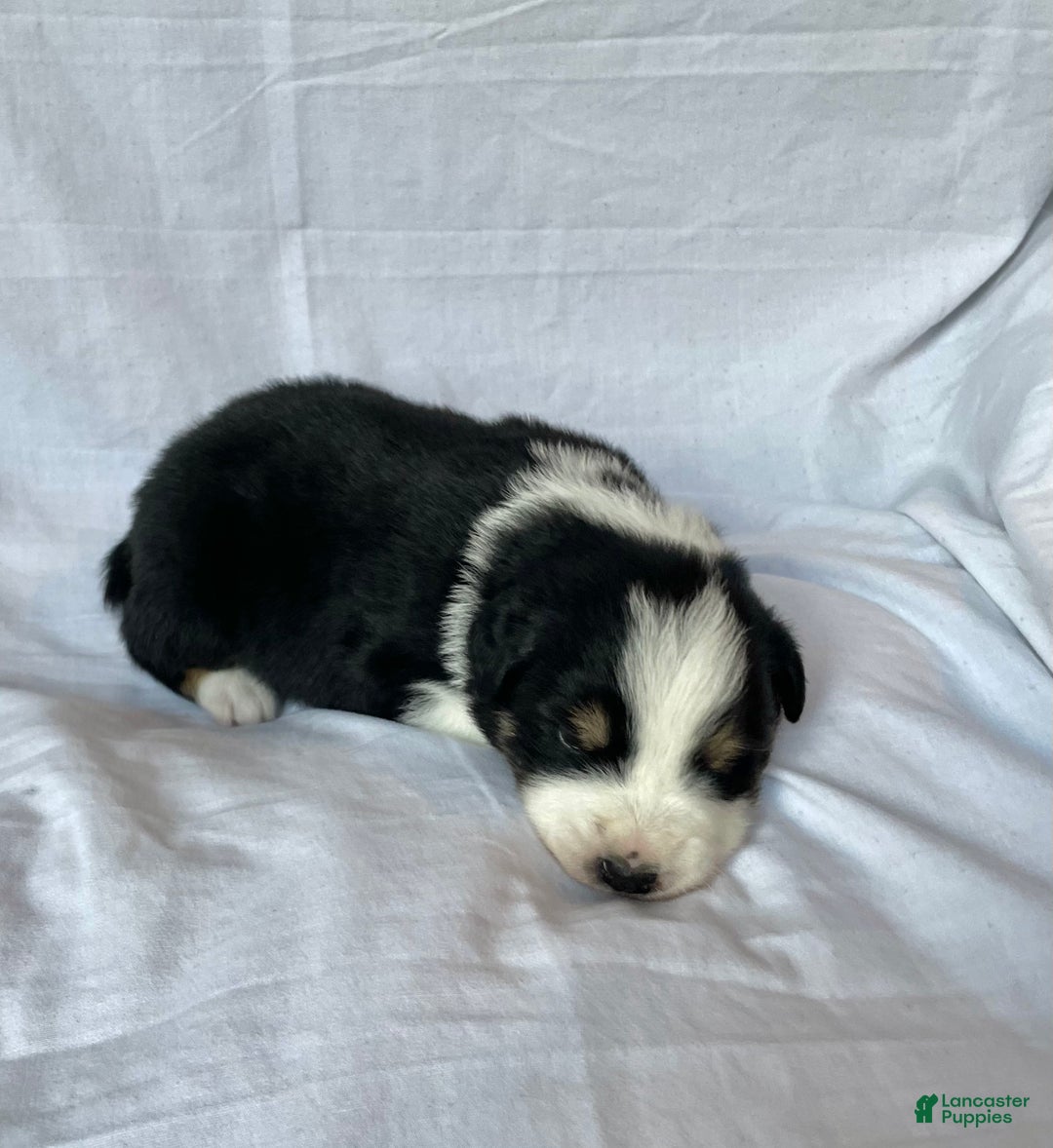 Australian Shepherd dogs for sale: Chance - Ad 20