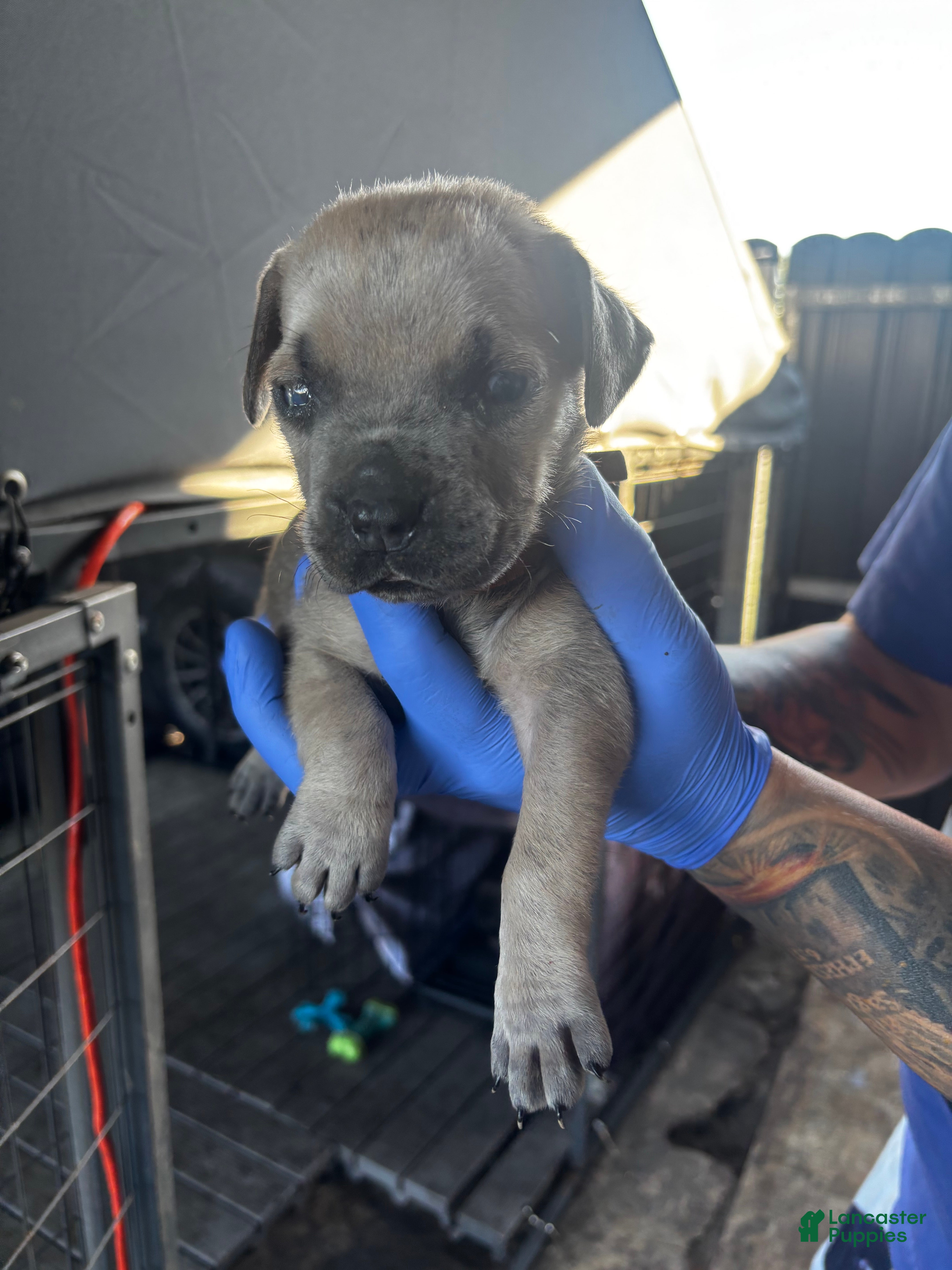 Cane Corso dogs Cane Corso Puppy 6 - Ad 7