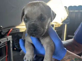 Cane Corso dogs Cane Corso Puppy 6 - Ad 6