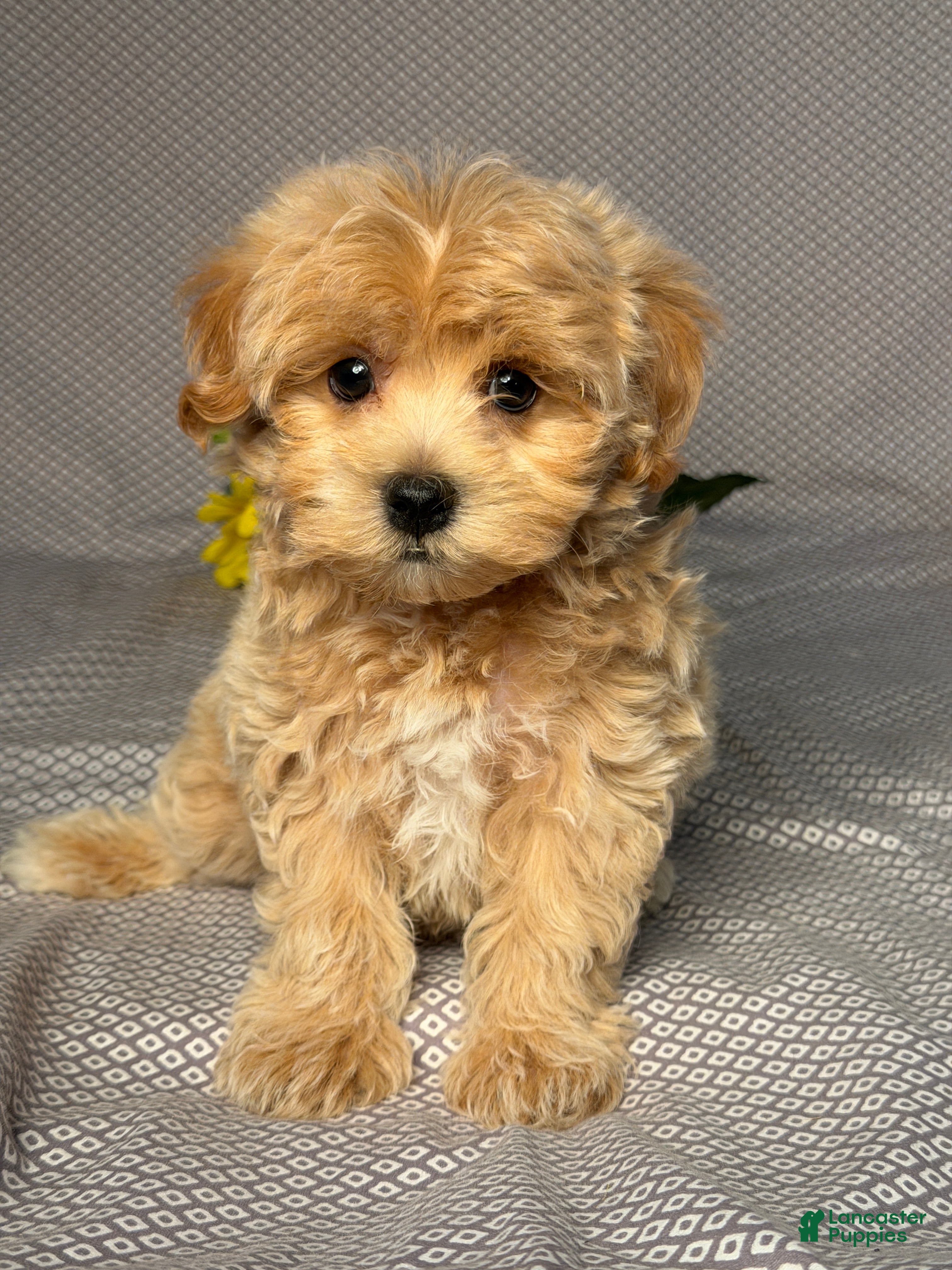Maltipoo dogs Benji  - Ad 1