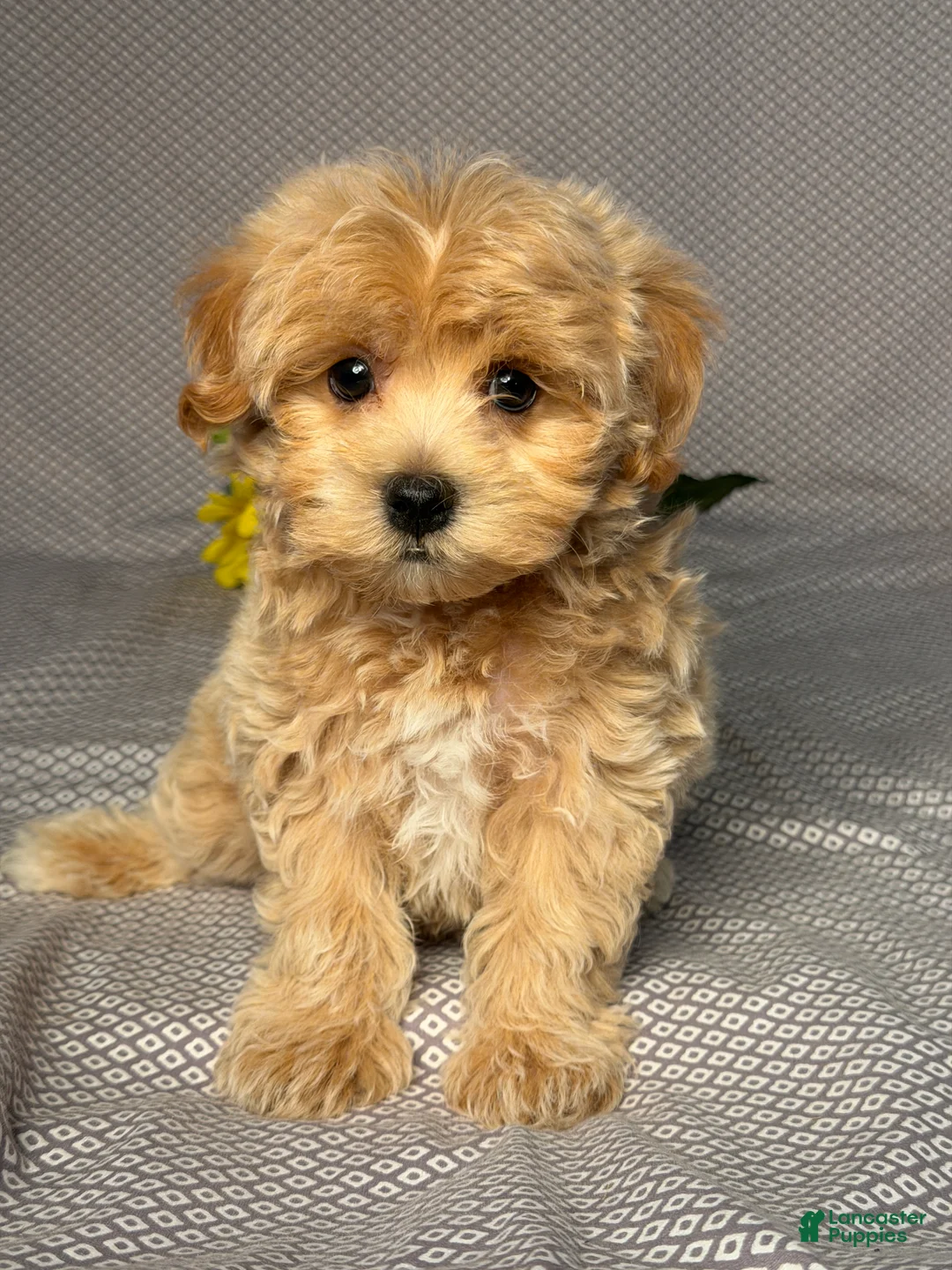 Maltipoo dogs for sale: Benji  - Ad 1