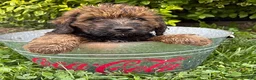 Whoodle dogs for sale: Harvey - Ad 1